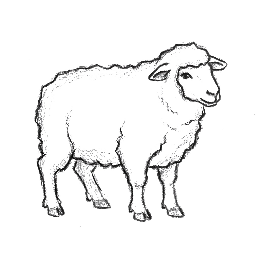 Cordero